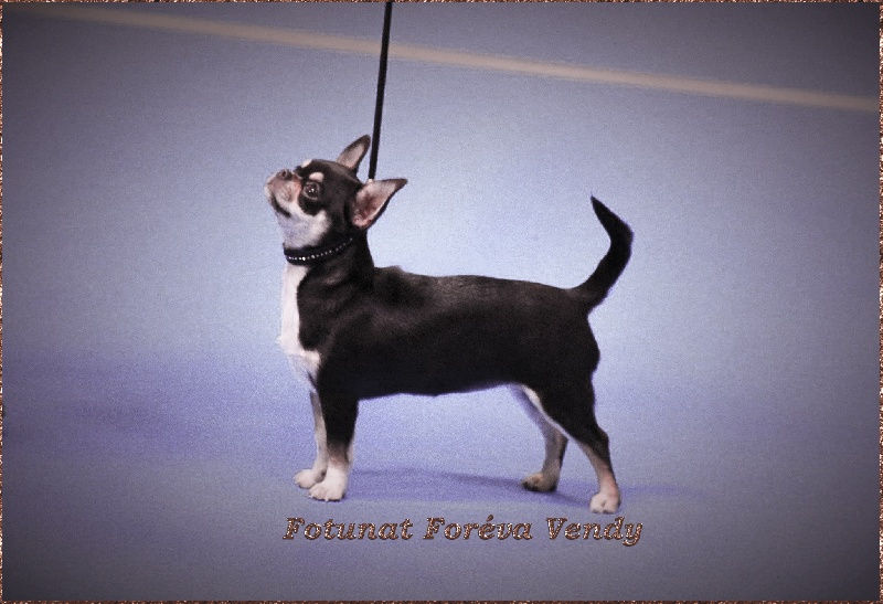 fortunat foreva Vendy